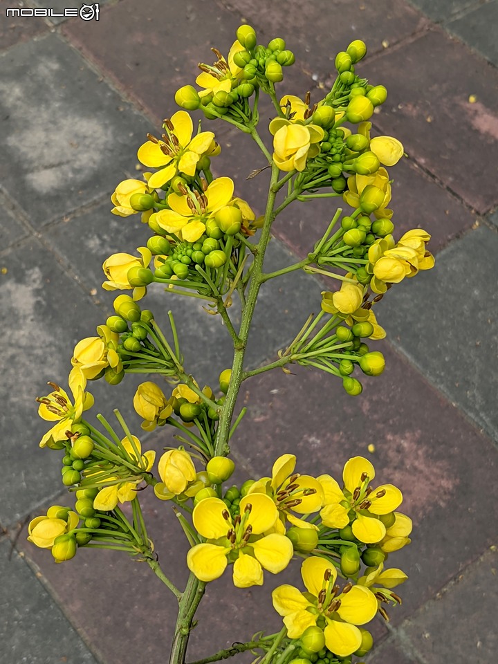 胡麻花 台南市西港區綠川廊道 10/08