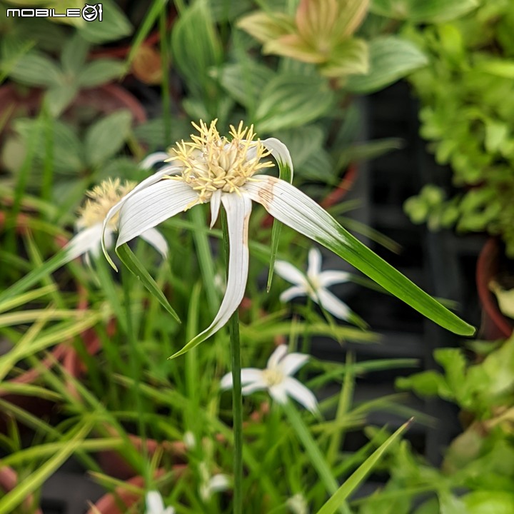 白鷺莞+重瓣使君子花 台南市歸仁區七甲花卉區 10/22