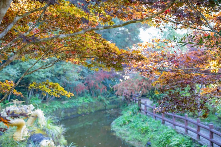 南投杉林溪一日遊賞楓葉與山林美景分享