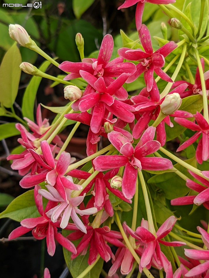 白鷺莞+重瓣使君子花 台南市歸仁區七甲花卉區 10/22