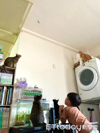 家裡孩子「全往天花板看」定格不動牠四腳緊緊黏住：壓力好大