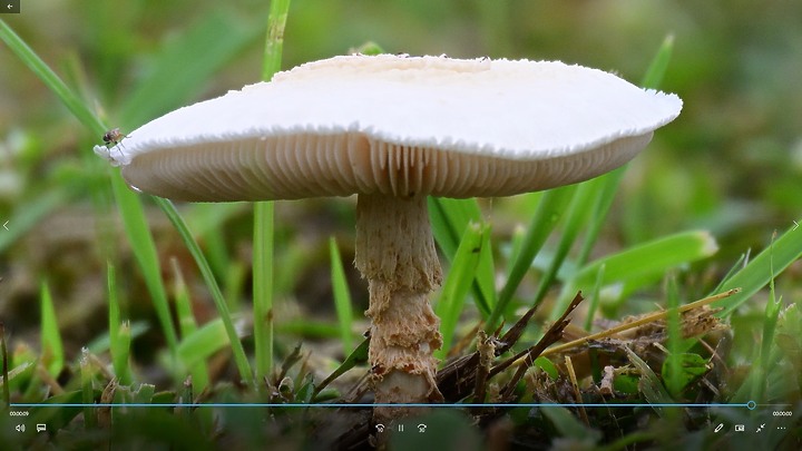 Nikon Z9以5支鏡頭拍草地香菇從14mm變焦至3200mm+3680mm。