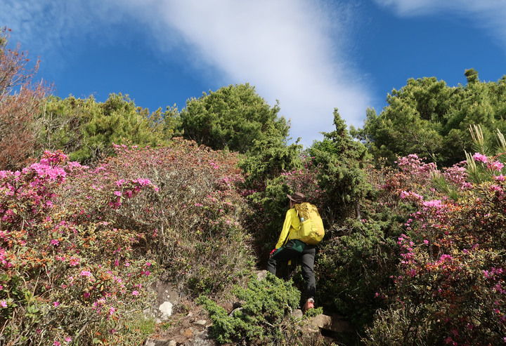 點我看大圖 【桃山喀拉業】一日二秀 | 比合歡西峰還要鳥的鳥山