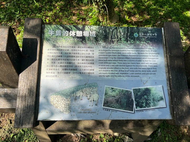 陽明山冷擎步道 | 森林吊橋好紓壓,山頂草原看牛隻