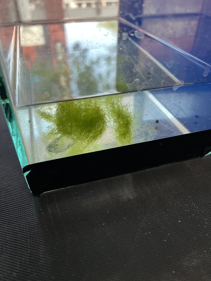 水族缸藻類疑問