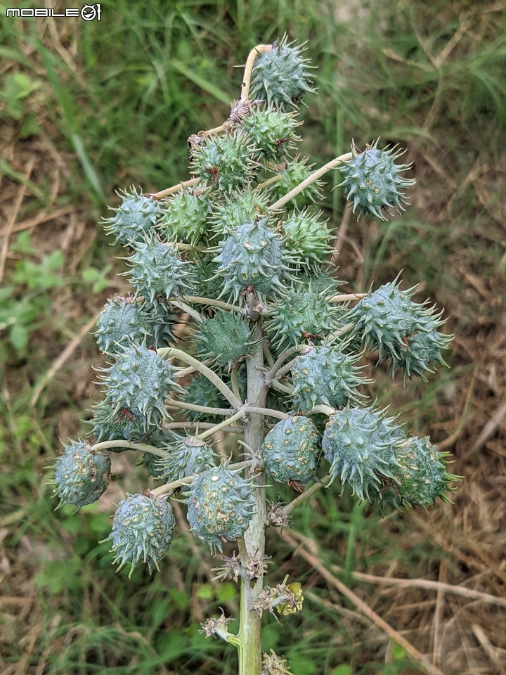 艾草 台南市安南區台灣歷史博物館 10/16