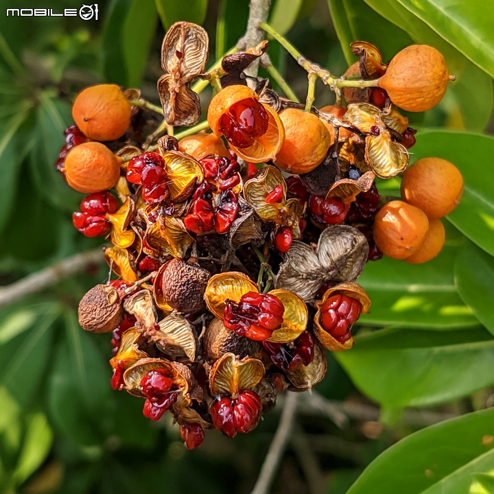 黑板樹 台南市安平區億載公園 10/10