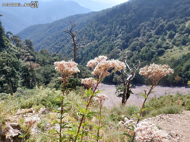 點我看大圖 奇萊南峰/南華山~單攻