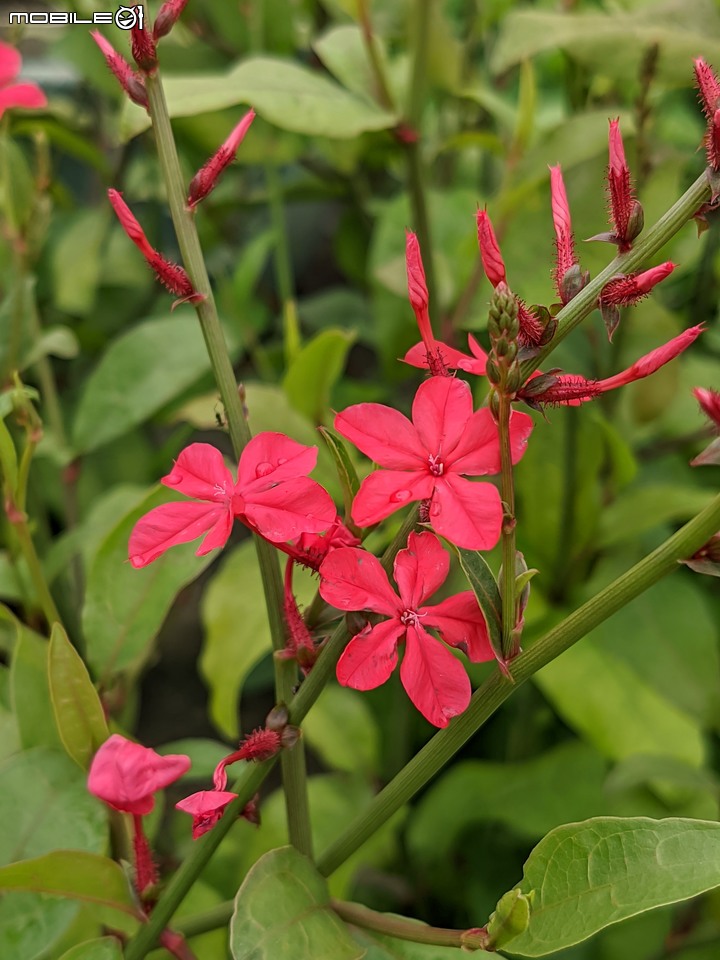 白鷺莞+重瓣使君子花 台南市歸仁區七甲花卉區 10/22