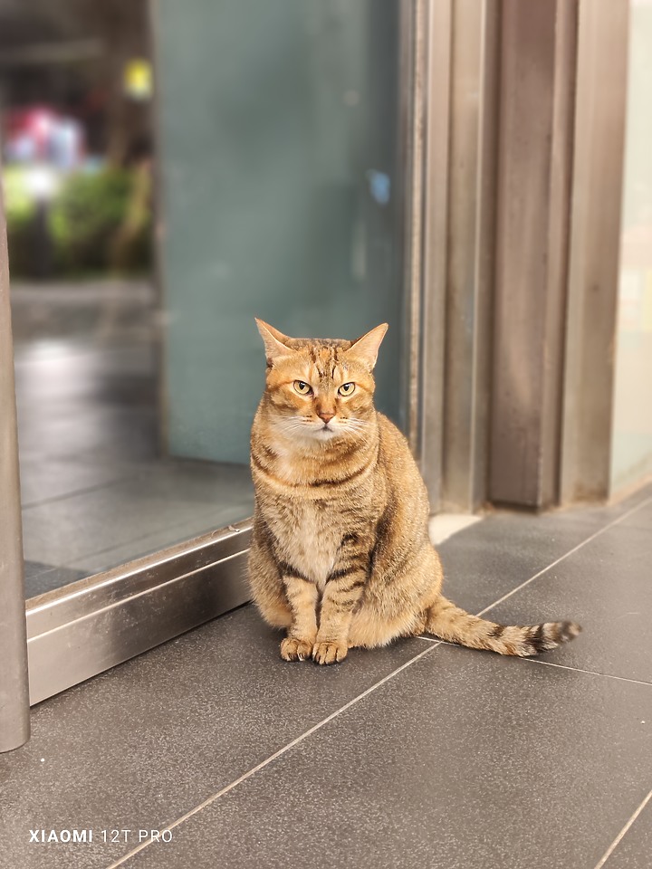 【Xiaomi 12T Pro】 開箱 + 實拍分享 + 體驗會～享受年輕人的第一個兩億！