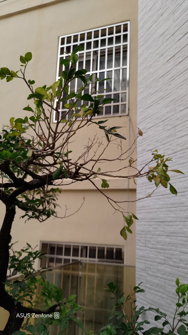 七里香枯枝請益