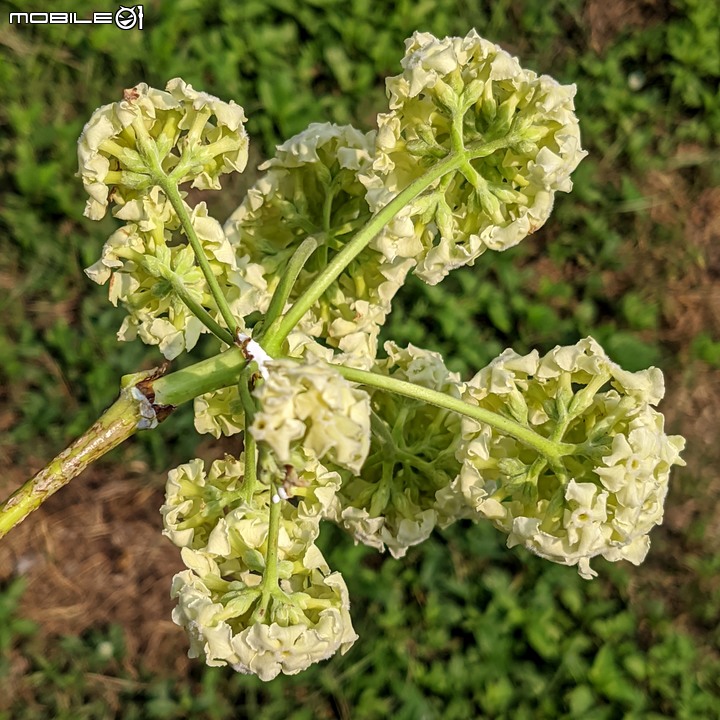 黑板樹 台南市安平區億載公園 10/10