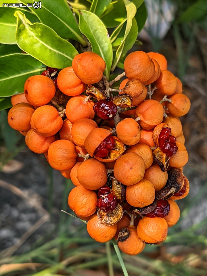 黑板樹 台南市安平區億載公園 10/10