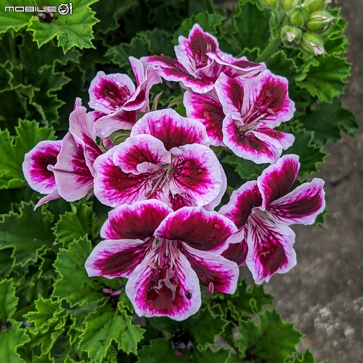 白鷺莞+重瓣使君子花 台南市歸仁區七甲花卉區 10/22