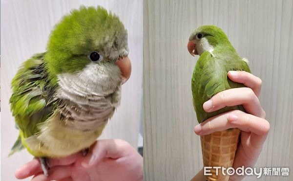 最萌甜筒！和尚鸚鵡扮裝成「抹茶霜淇淋」0違和感笑翻萬人