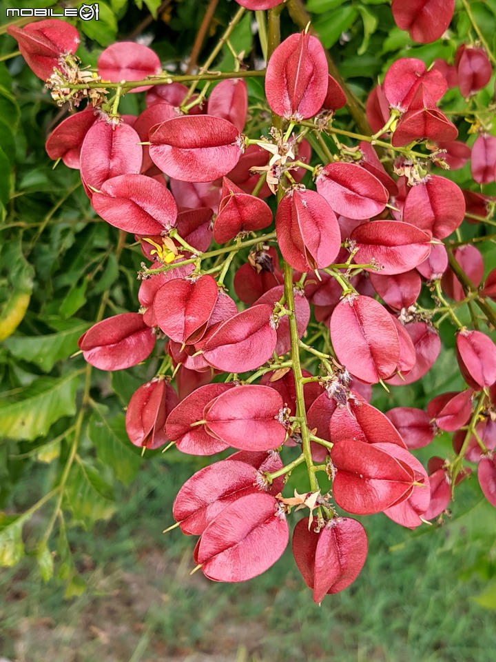 胡麻花 台南市西港區綠川廊道 10/08