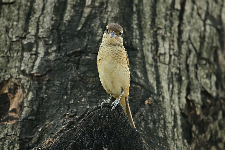 445加了2.0X加倍鏡畫質優，對焦快，暗部對焦需手動幫推，鳳頭蒼鷹的掛鳥網解救及抓食紅冠水雞亞成鳥。