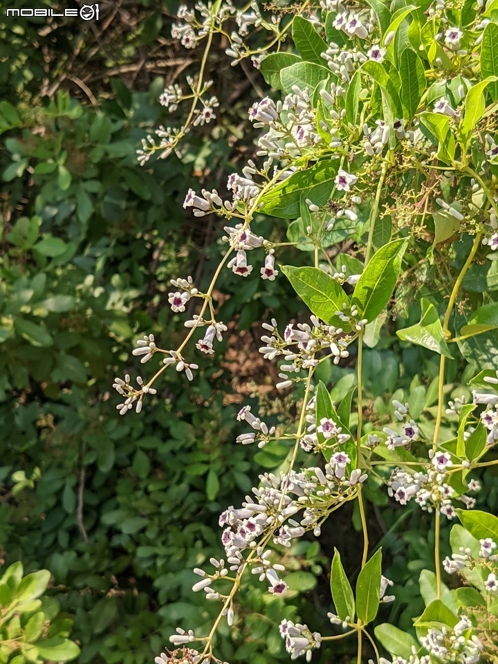 毛苦參 台南市安南區四草台江國家公園 10/15