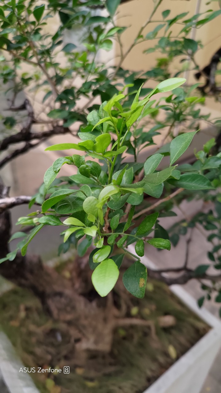 七里香枯枝請益