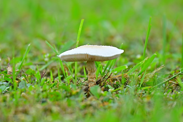 Nikon Z9以5支鏡頭拍草地香菇從14mm變焦至3200mm+3680mm。