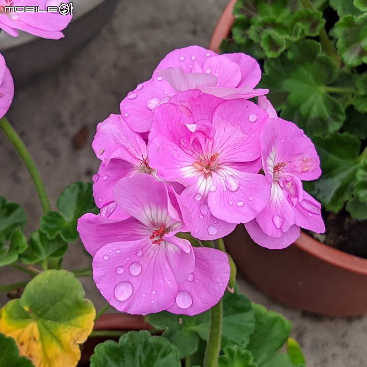 白鷺莞+重瓣使君子花 台南市歸仁區七甲花卉區 10/22