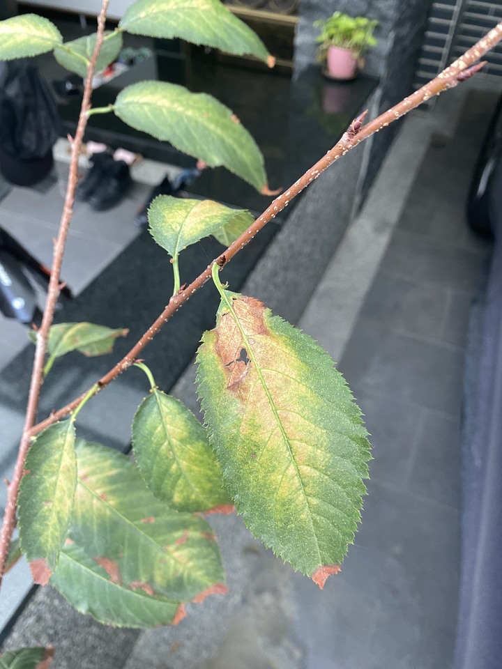 八重櫻曬傷