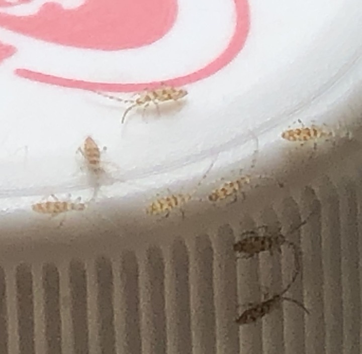 請問大家這個是什麼蟲？