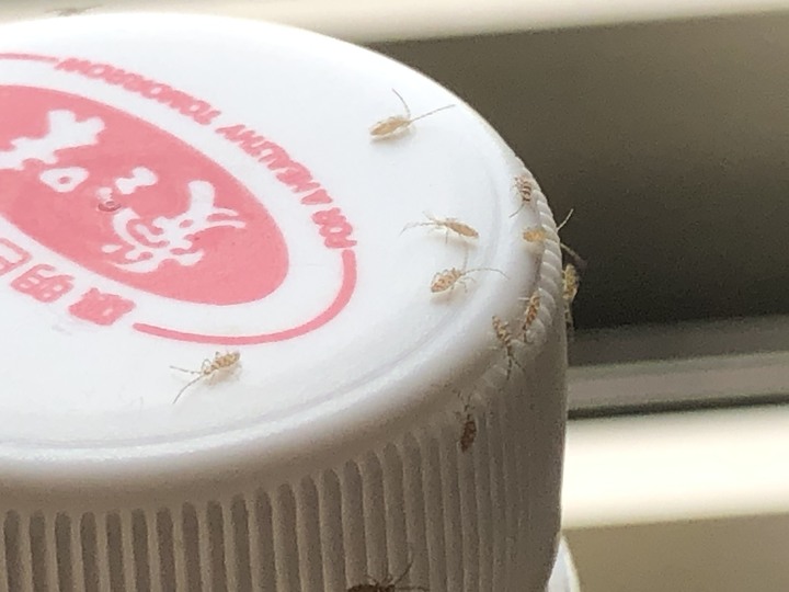 請問大家這個是什麼蟲？