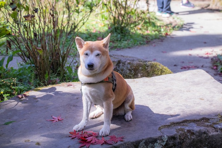 南投杉林溪一日遊賞楓葉與山林美景分享