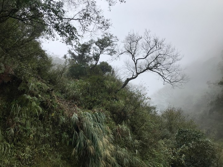 山野特工－－最低海拔台灣水青岡