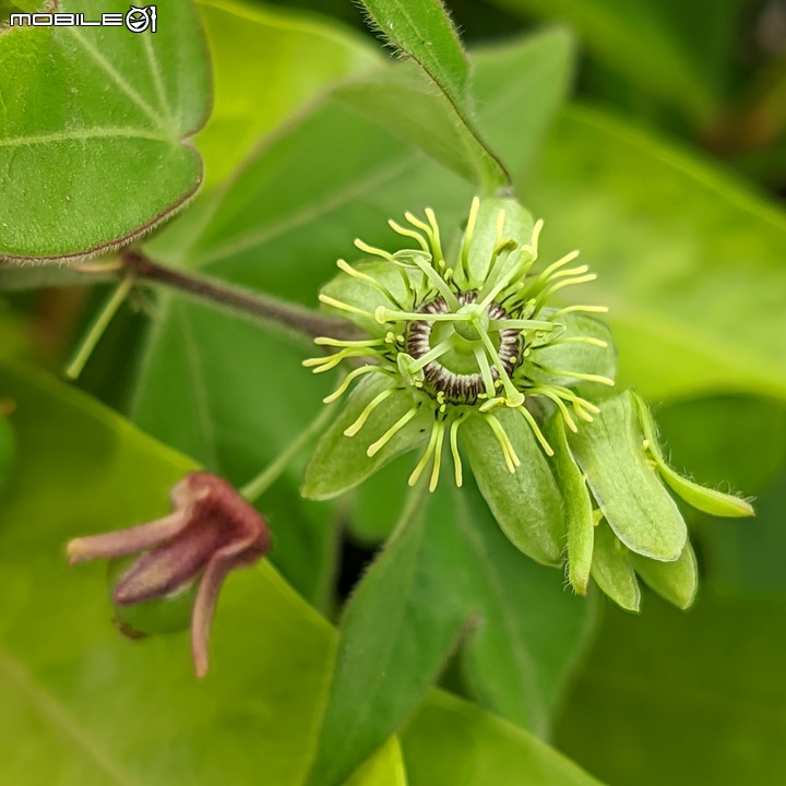 胡麻花 台南市西港區綠川廊道 10/08