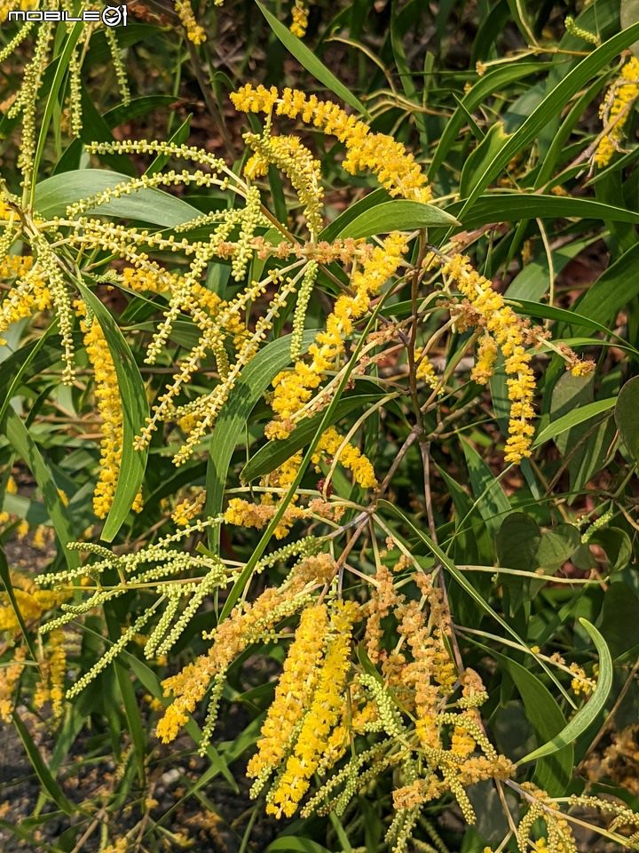 黑板樹 台南市安平區億載公園 10/10