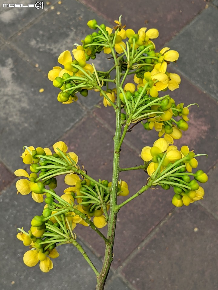胡麻花 台南市西港區綠川廊道 10/08