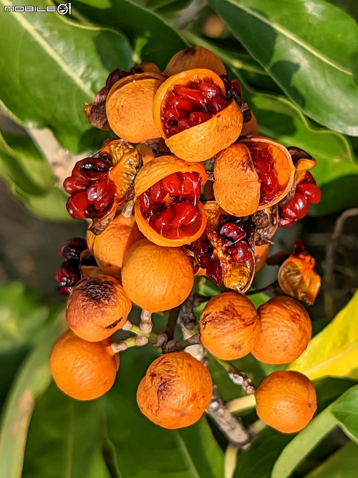 黑板樹 台南市安平區億載公園 10/10