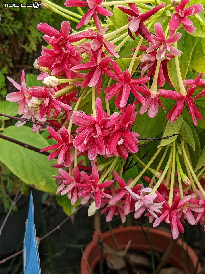 白鷺莞+重瓣使君子花 台南市歸仁區七甲花卉區 10/22