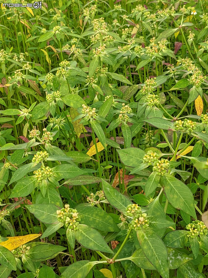 胡麻花 台南市西港區綠川廊道 10/08