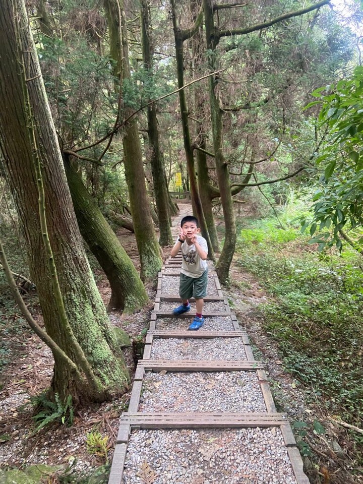 陽明山冷擎步道 | 森林吊橋好紓壓,山頂草原看牛隻