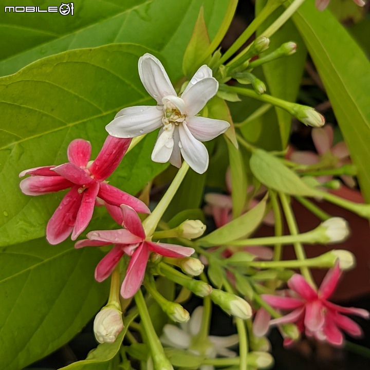 白鷺莞+重瓣使君子花 台南市歸仁區七甲花卉區 10/22