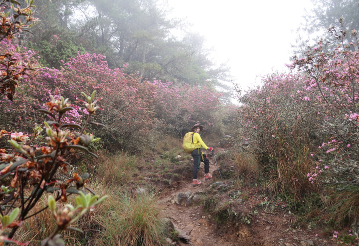 點我看大圖 【桃山喀拉業】一日二秀 | 比合歡西峰還要鳥的鳥山
