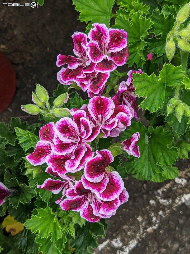 白鷺莞+重瓣使君子花 台南市歸仁區七甲花卉區 10/22