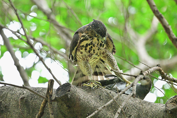 445加了2.0X加倍鏡畫質優，對焦快，暗部對焦需手動幫推，鳳頭蒼鷹的掛鳥網解救及抓食紅冠水雞亞成鳥。