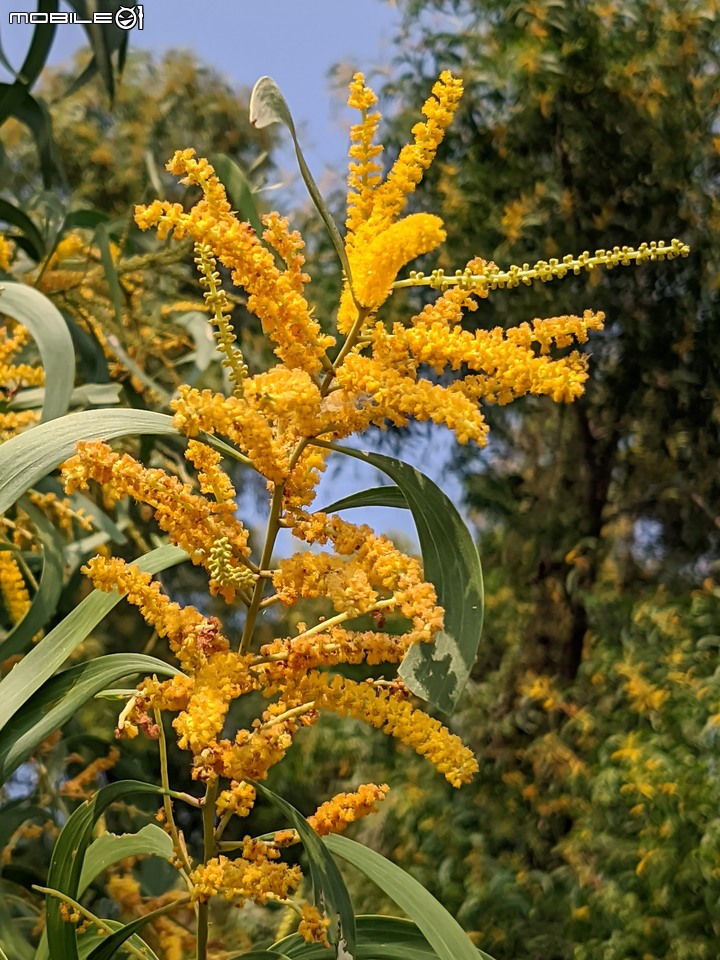 黑板樹 台南市安平區億載公園 10/10