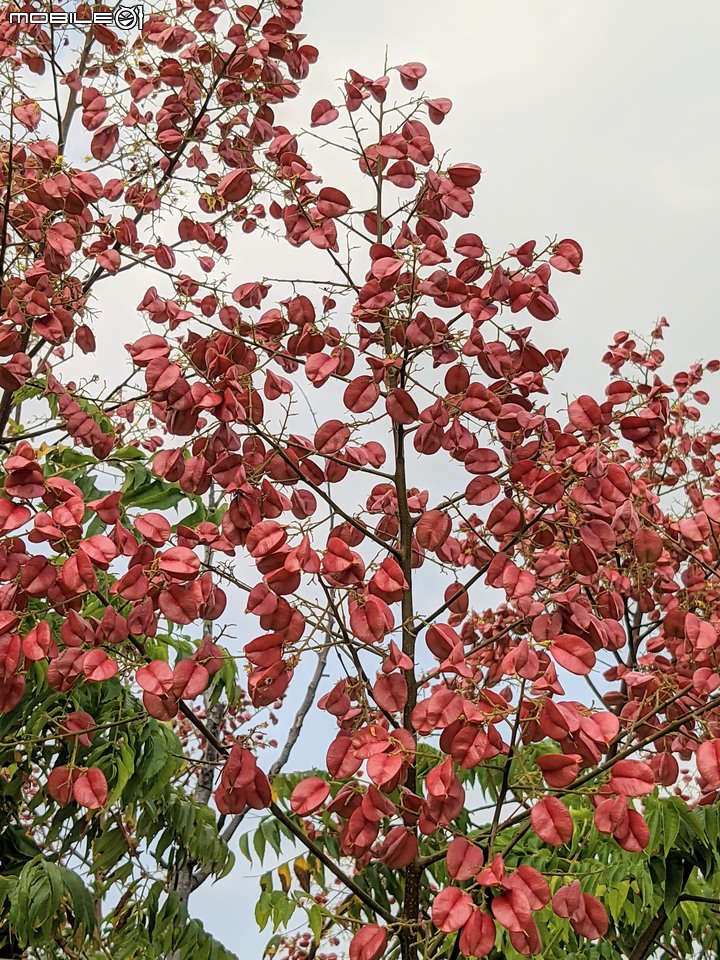 胡麻花 台南市西港區綠川廊道 10/08
