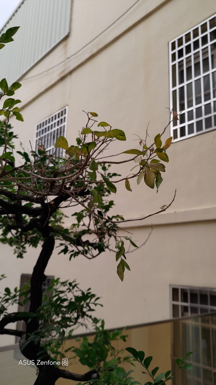 七里香枯枝請益