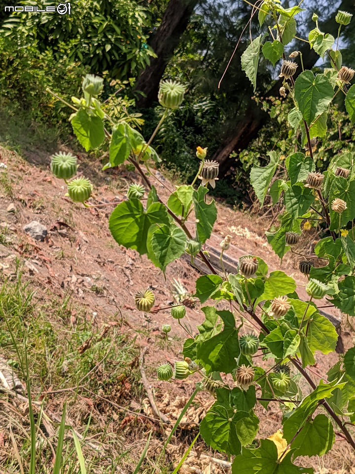 毛苦參 台南市安南區四草台江國家公園 10/15