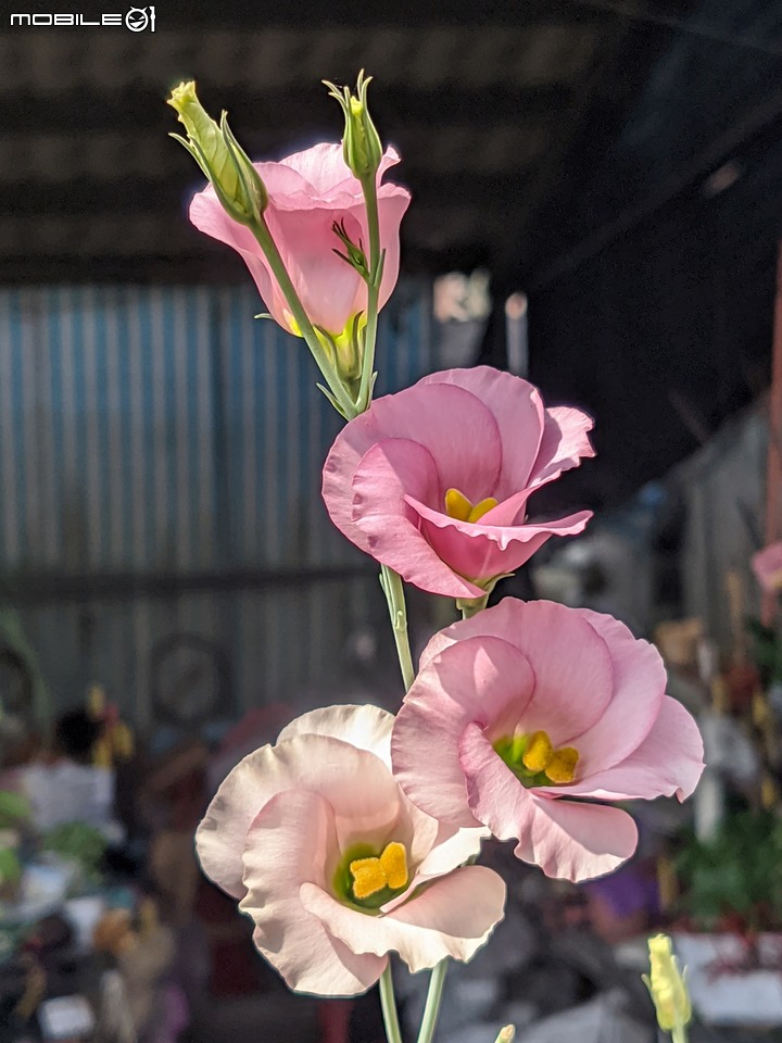 胡枝子 台南市歸仁區七甲花卉區 10/15