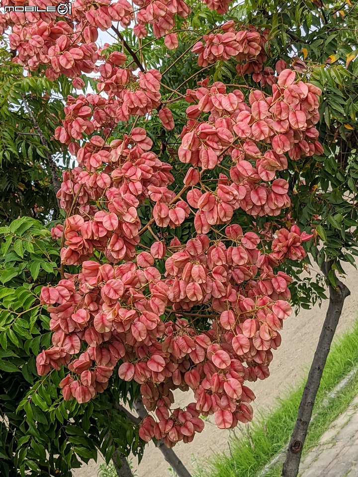 胡麻花 台南市西港區綠川廊道 10/08