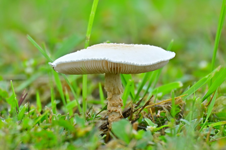 Nikon Z9以5支鏡頭拍草地香菇從14mm變焦至3200mm+3680mm。