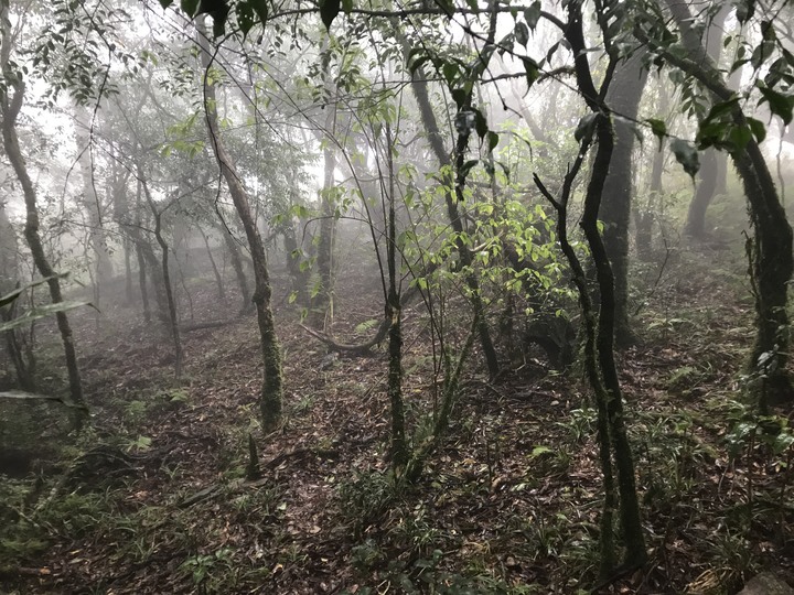 山野特工－－最低海拔台灣水青岡