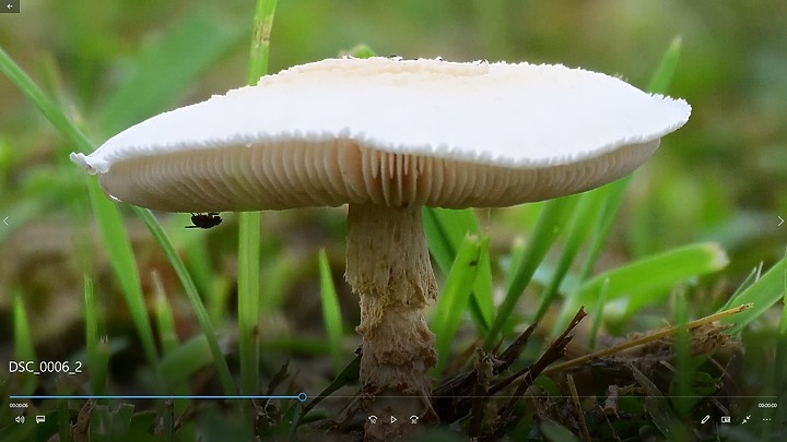 Nikon Z9以5支鏡頭拍草地香菇從14mm變焦至3200mm+3680mm。
